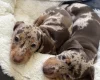 Dachshund (Smooth Haired)