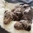 Dachshund (Smooth Haired)