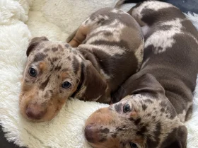 Dachshund (Smooth Haired)
