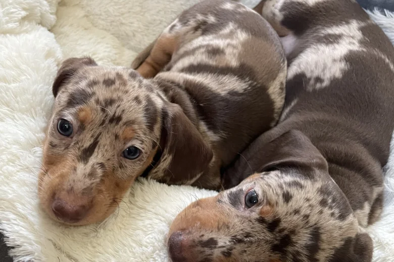 Dachshund (Smooth Haired)