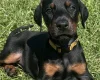 Doberman