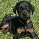 Doberman