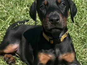 Doberman