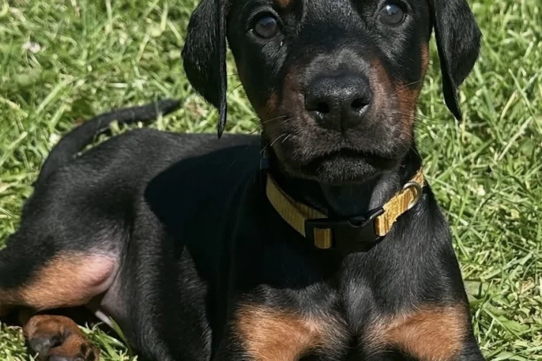 Doberman