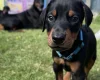 Doberman