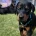 Doberman