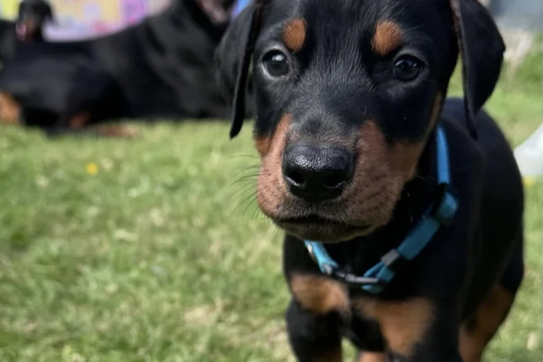 Doberman