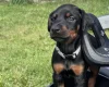 Doberman