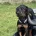 Doberman