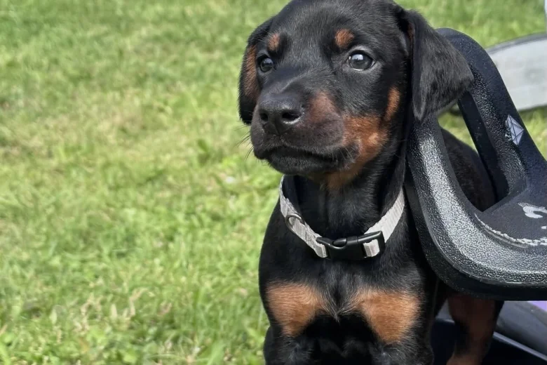 Doberman