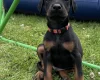 Doberman
