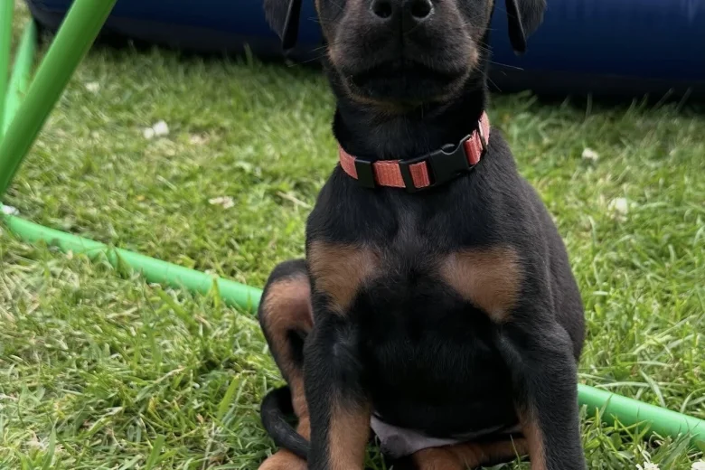 Doberman