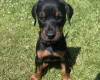 Doberman