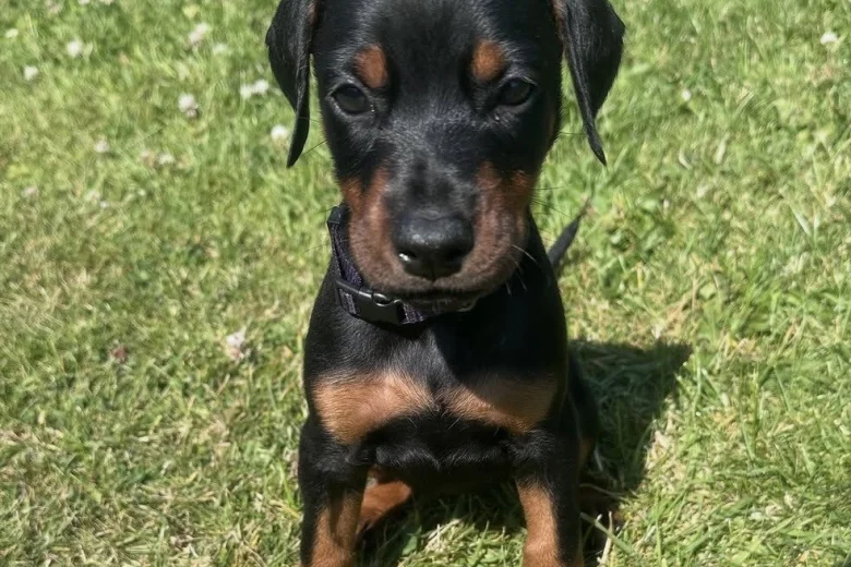 Doberman