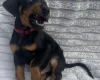 Doberman