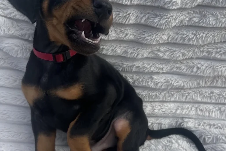 Doberman
