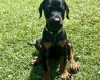 Doberman