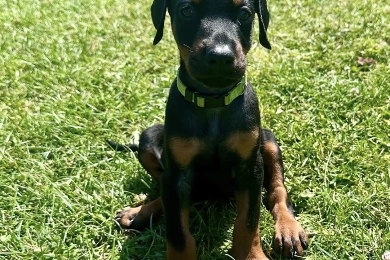 Doberman