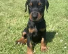 Doberman