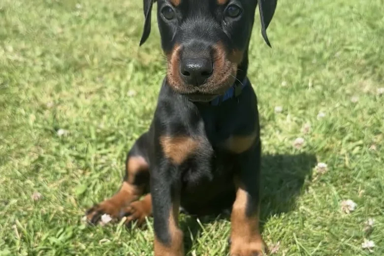Doberman