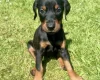 Doberman