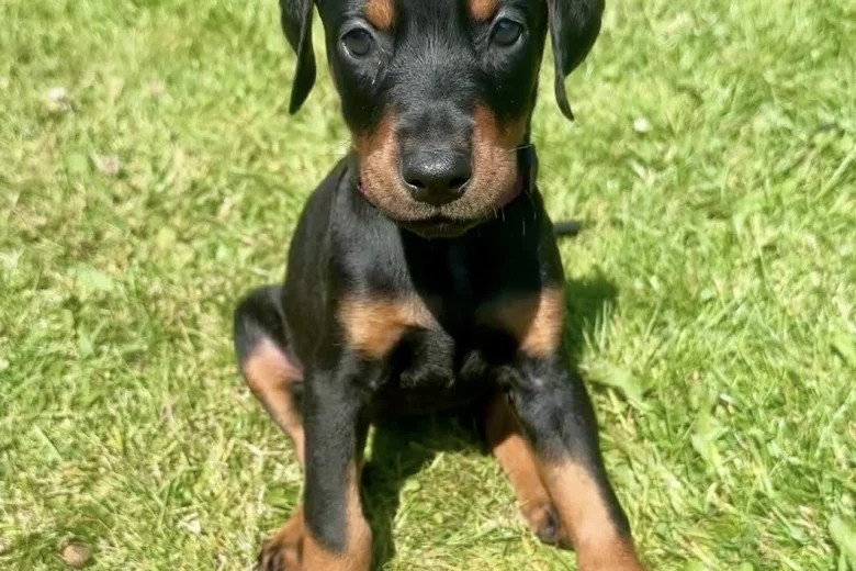 Doberman