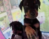 Doberman
