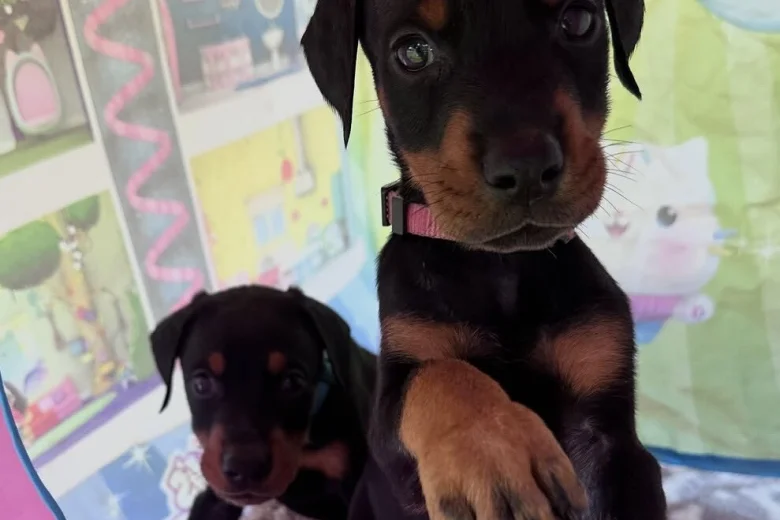 Doberman