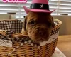 Dogue De Bordeaux