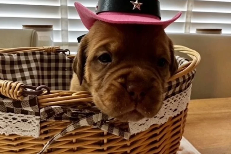 Dogue De Bordeaux
