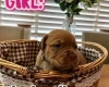 Dogue De Bordeaux