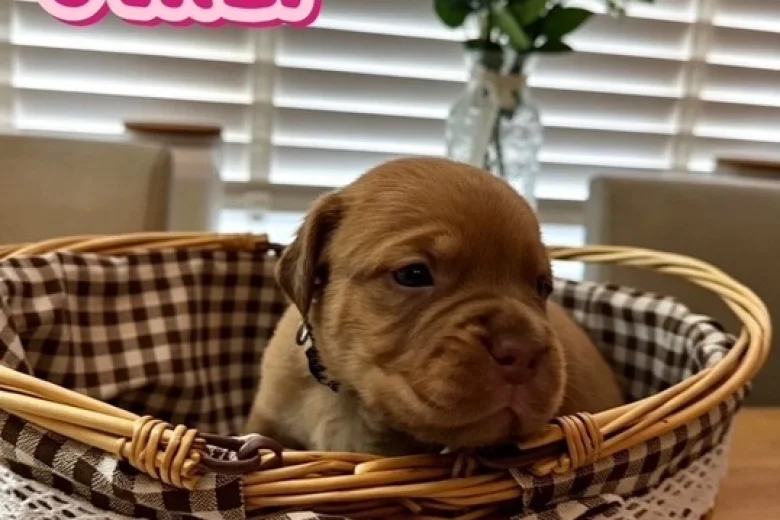 Dogue De Bordeaux