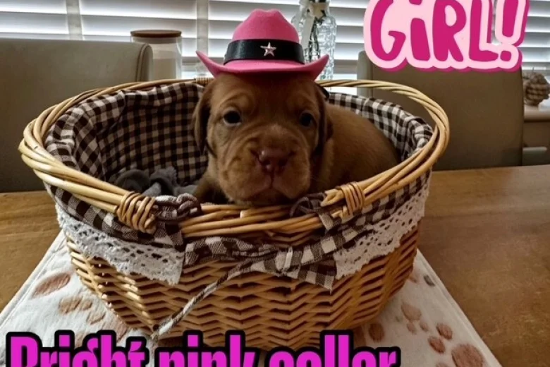 Dogue De Bordeaux