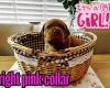 Dogue De Bordeaux