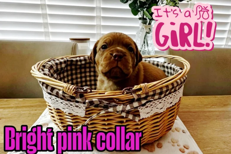 Dogue De Bordeaux