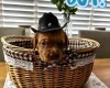 Dogue De Bordeaux