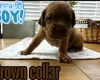 Dogue De Bordeaux