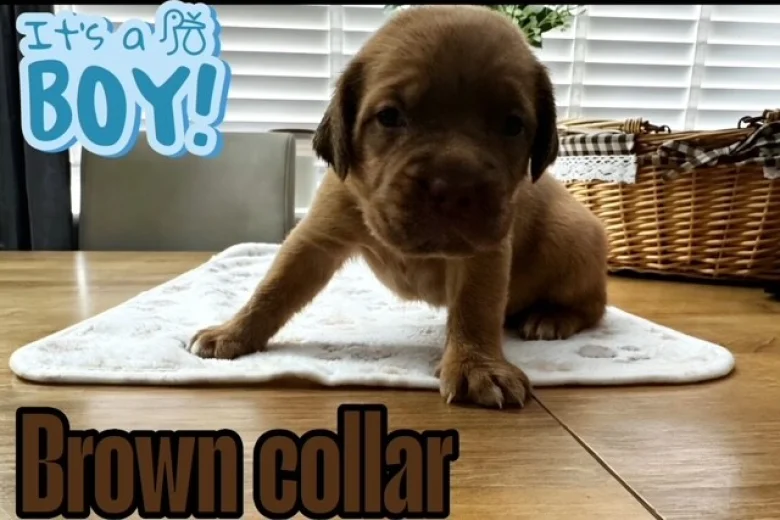 Dogue De Bordeaux