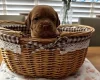 Dogue De Bordeaux