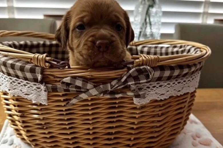 Dogue De Bordeaux