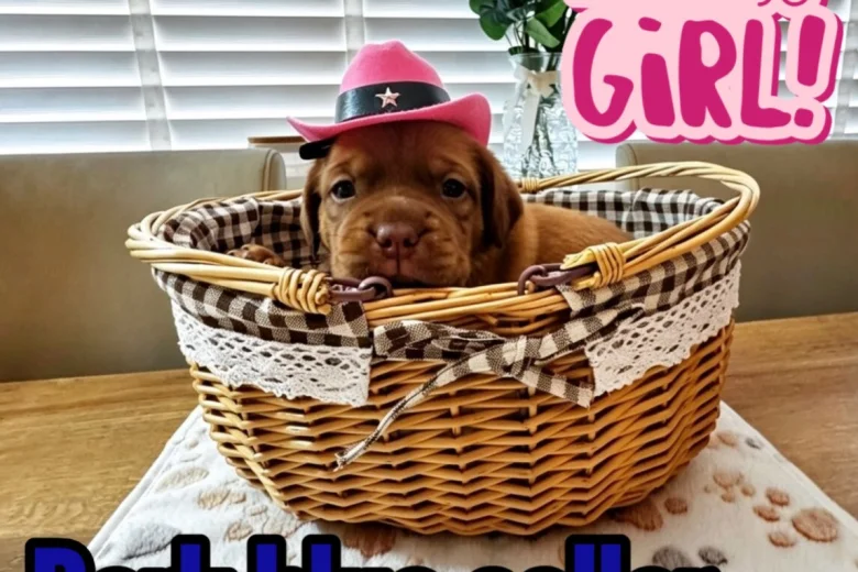 Dogue De Bordeaux