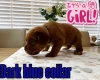 Dogue De Bordeaux