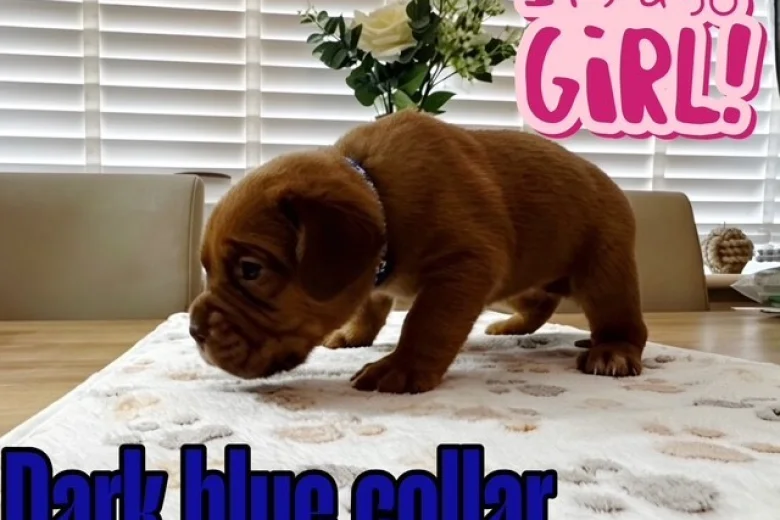 Dogue De Bordeaux