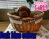 Dogue De Bordeaux