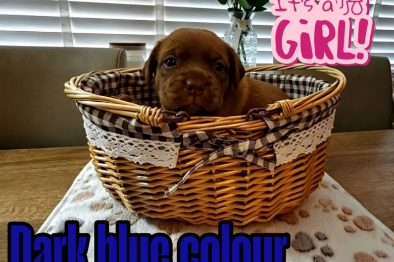 Dogue De Bordeaux