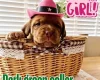 Dogue De Bordeaux