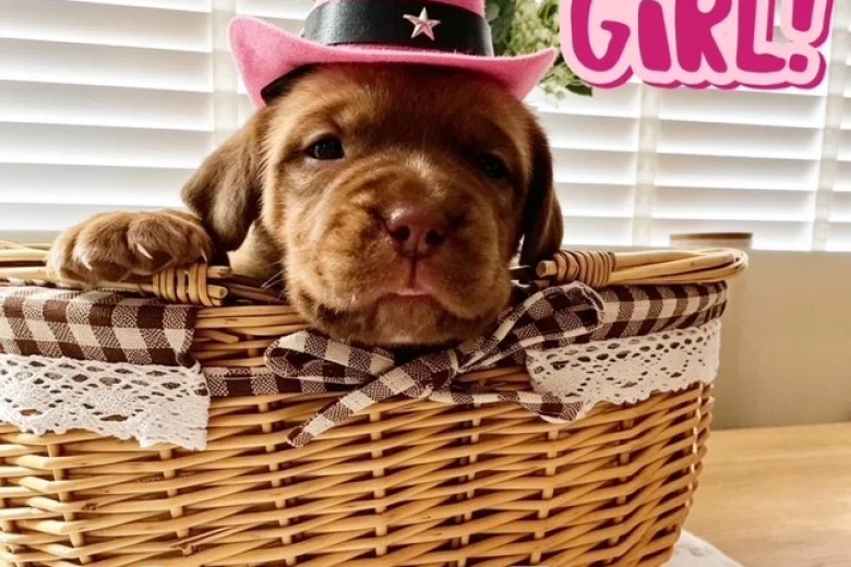 Dogue De Bordeaux