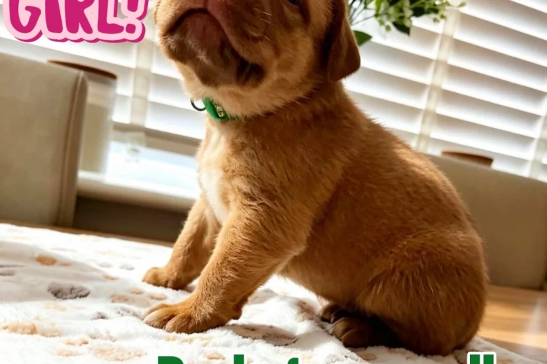 Dogue De Bordeaux