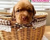 Dogue De Bordeaux
