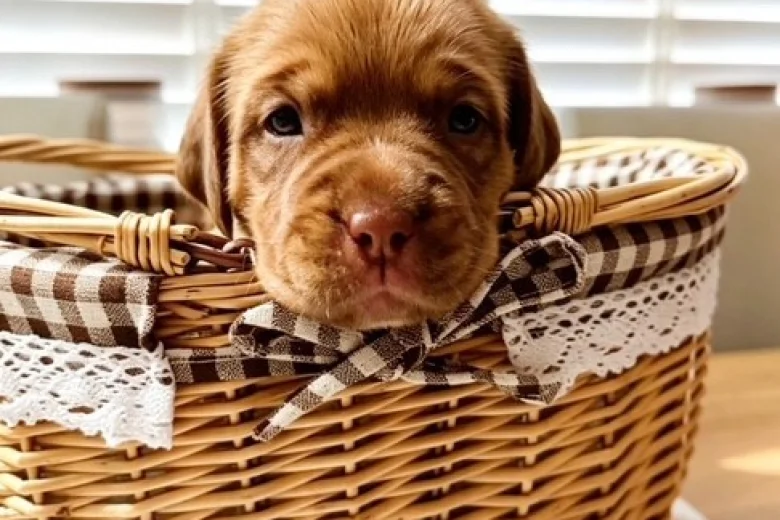 Dogue De Bordeaux